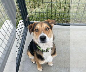 Beagle-Unknown Mix Dogs for adoption in Bolivar, MO, USA