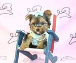 Small Photo #25 Yorkshire Terrier Puppy For Sale in LAS VEGAS, NV, USA