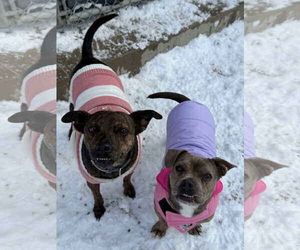 Medium Photo #4 Mutt Puppy For Sale in Jefferson, WI, USA