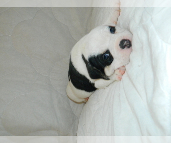 Medium Photo #6 Olde English Bulldogge Puppy For Sale in NORTH LAS VEGAS, NV, USA