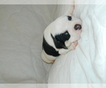 Small Photo #6 Olde English Bulldogge Puppy For Sale in NORTH LAS VEGAS, NV, USA