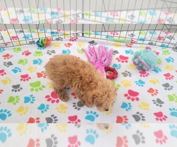 Medium Photo #2 Poodle (Toy) Puppy For Sale in ORO VALLEY, AZ, USA