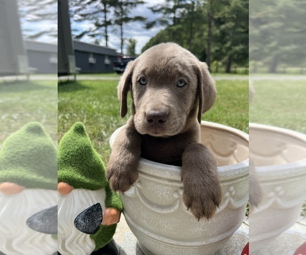 Medium Photo #6 Labrador Retriever Puppy For Sale in NEOLA, WV, USA