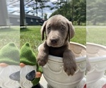 AKC Ready to Go - Male Labrador Retriever Puppy for Sale - Photo #6