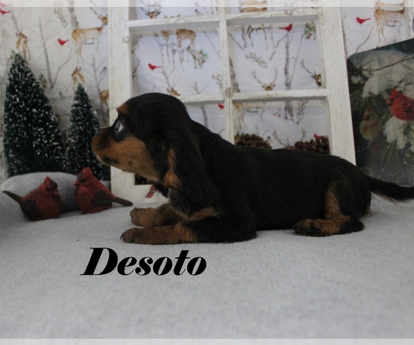 Medium Photo #70 Cavalier King Charles Spaniel Puppy For Sale in CHANUTE, KS, USA