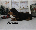 Small Photo #70 Cavalier King Charles Spaniel Puppy For Sale in CHANUTE, KS, USA