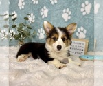 Small #3 Pembroke Welsh Corgi