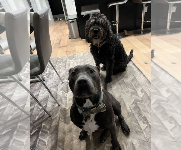 Medium Photo #2 American Pit Bull Terrier Puppy For Sale in Dallas, TX, USA