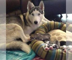 Mother of the Siberian Husky puppies born on 05/01/2020
