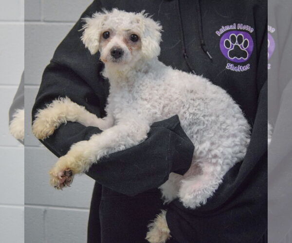 Medium Photo #2 Bichon Frise-Unknown Mix Puppy For Sale in Huntley, IL, USA