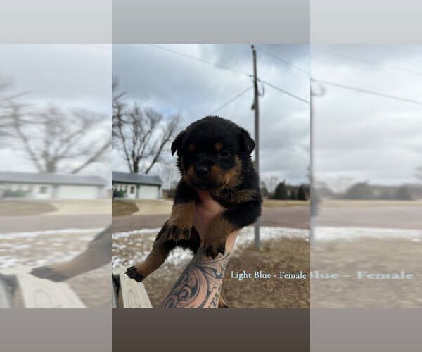 Medium Photo #10 Rottweiler Puppy For Sale in DOON, IA, USA