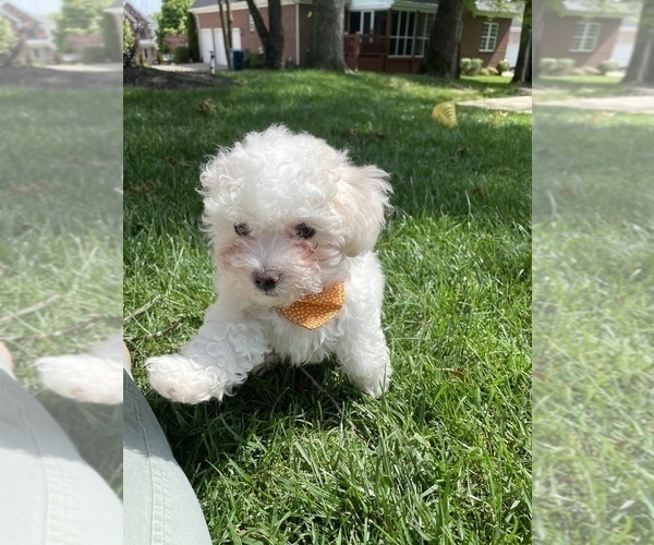 Medium Photo #1 Maltipoo Puppy For Sale in LOUISVILLE, KY, USA