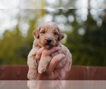 Small #9 Goldendoodle (Miniature)