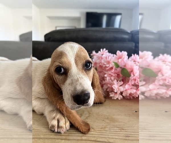 Medium Photo #8 Basset Hound Puppy For Sale in BEAUMONT, CA, USA
