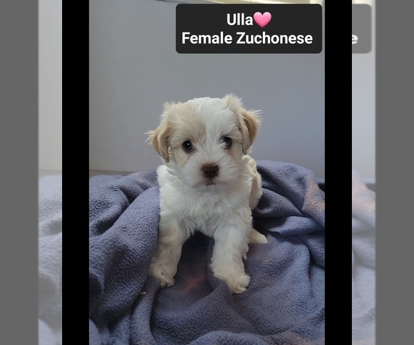 Medium Photo #2 Havanese-Zuchon Mix Puppy For Sale in TUCSON, AZ, USA
