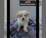 Small #1 Havanese-Zuchon Mix