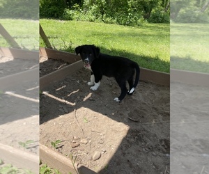 Border Collie Puppy for sale in HIGHLAND TWP, MI, USA