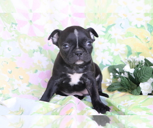 Boston Terrier-Faux Frenchbo Bulldog Mix Puppy for sale in SHILOH, OH, USA