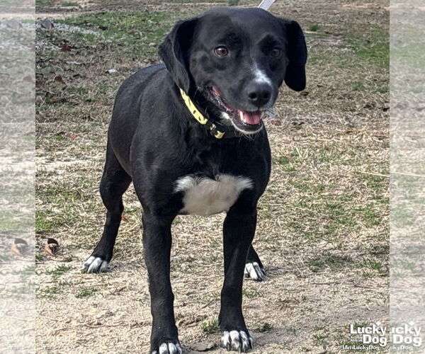 Medium Photo #2 Labbe Puppy For Sale in Washington, DC, USA