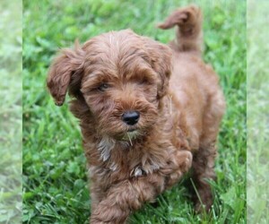 Goldendoodle-Poodle (Miniature) Mix Puppy for sale in STANLEY, WI, USA