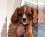 Puppy Ron Cavalier King Charles Spaniel