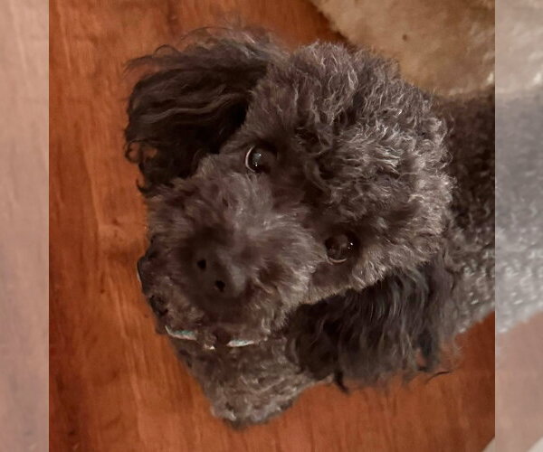 Medium Photo #7 Bichon Frise-Unknown Mix Puppy For Sale in Germantown, OH, USA