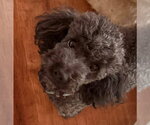 Small #6 Bichon Frise Mix