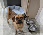 Small #1 Pug Mix