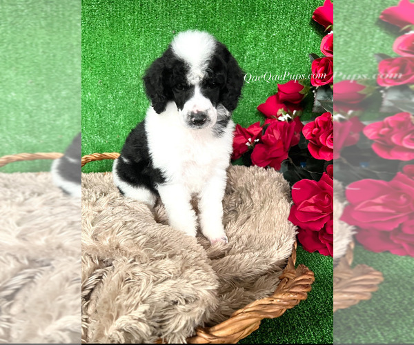 Medium Photo #2 Poodle (Standard) Puppy For Sale in LITHONIA, GA, USA