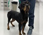 Small #2 Rottweiler Mix