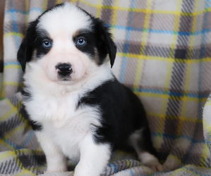 Australian Shepherd Puppy for sale in SHILOH, OH, USA