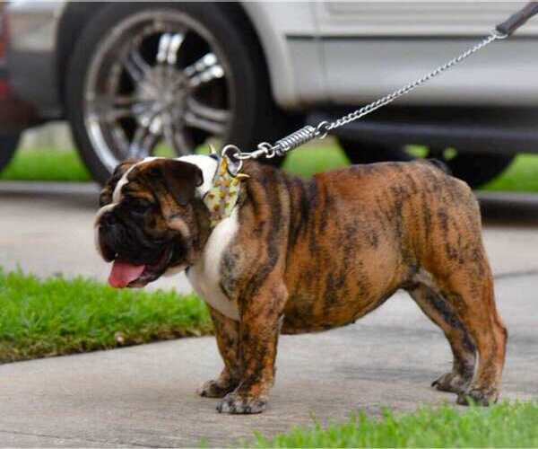 Medium Photo #5 Bulldog Puppy For Sale in HOUSTON, TX, USA