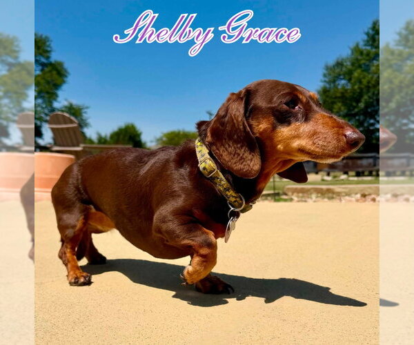 Medium Photo #2 Dachshund Puppy For Sale in San Antonio, TX, USA