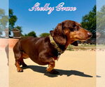 Small #1 Dachshund