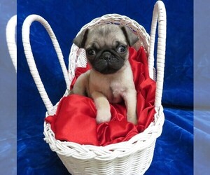 Pug Puppy for sale in NORWOOD, MO, USA