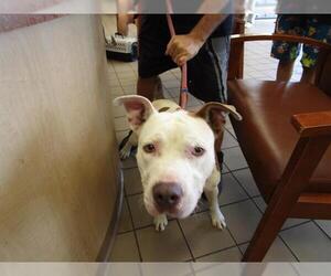 American Staffordshire Terrier-Unknown Mix Dogs for adoption in Ocala, FL, USA