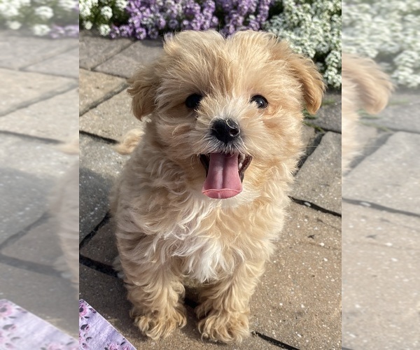 Medium Photo #1 Maltipoo Puppy For Sale in CANOGA, NY, USA