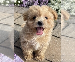 Maltipoo Puppy for sale in CANOGA, NY, USA