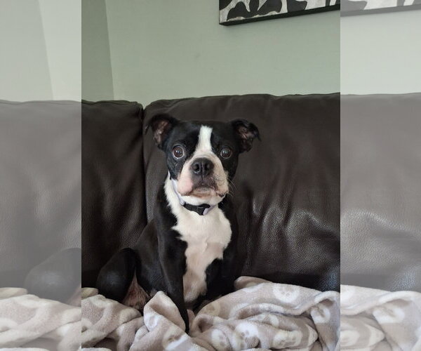 Medium Photo #1 Boston Terrier Puppy For Sale in Mukwonago, WI, USA