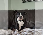 Small Boston Terrier