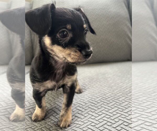 Medium Photo #2 Mutt Puppy For Sale in Plainfield, IL, USA