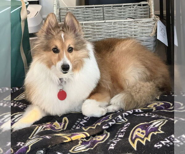 Medium Photo #3 Mutt Puppy For Sale in Greenbelt, MD, USA