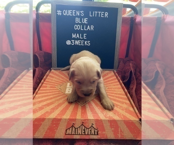 Medium Photo #6 Golden Retriever Puppy For Sale in ONTARIO, CA, USA
