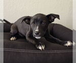 Small #7 Chihuahua-Labrador Retriever Mix