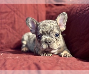 French Bulldog Puppy for sale in NEWTON, NJ, USA