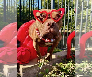 Gryffin - Female American Pit Bull Terrier-Unknown Mix Dog for Adoption - Photo #18