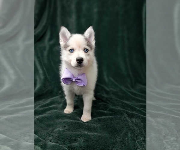 Medium Photo #6 Pomsky Puppy For Sale in SUGARCREEK, OH, USA