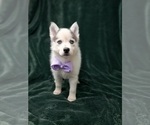 Small #5 Pomsky
