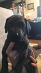 Small Photo #12 Great Dane Puppy For Sale in WEIRTON, WV, USA