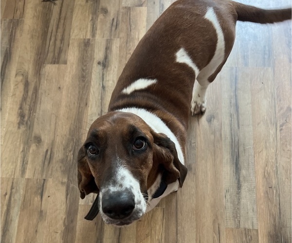 Medium Photo #2 Basset Hound Puppy For Sale in COLUMBUS, GA, USA